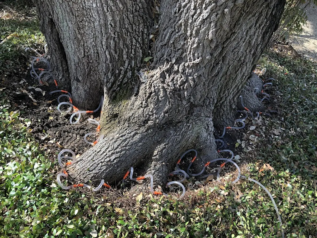 Detailed Tree Cabling and Bracing job site in Lead